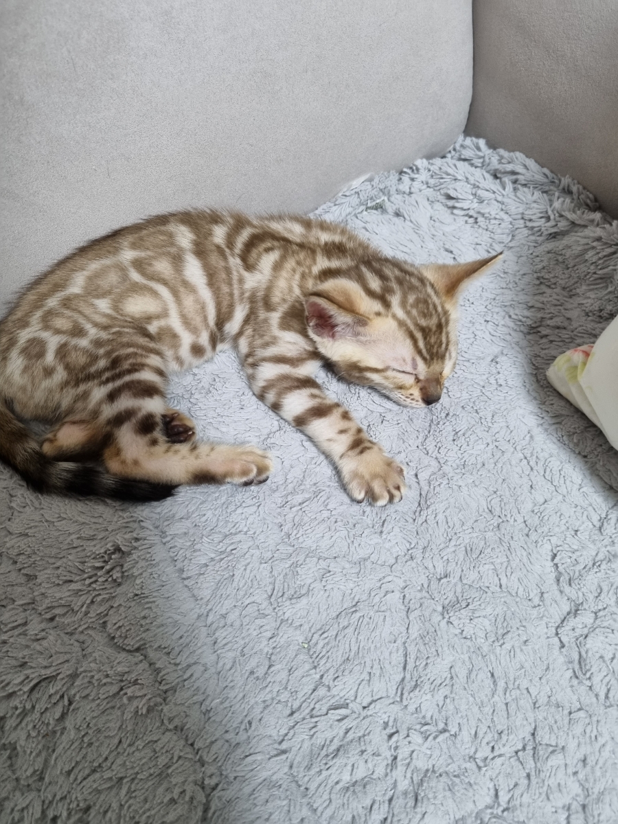 강아지 같은 실밍크뱅갈고양이 남아 분양해요 관련 이미지 2