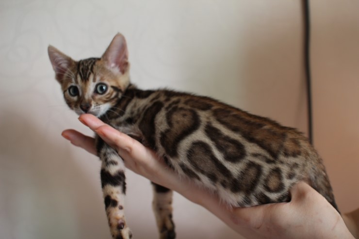 뱅갈고양이 남아 레모나 분양합니다... 관련 이미지 1