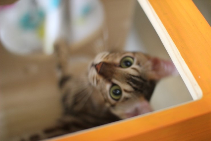 뱅갈고양이.저희집 뱅갈고양이들이예요^^ 관련 이미지 8