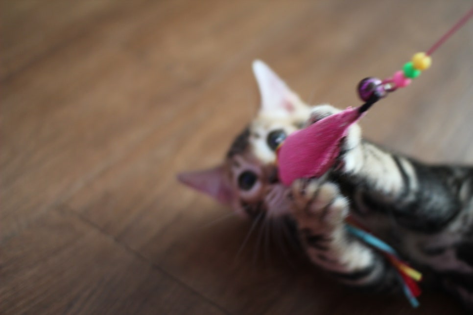 완전 개냥이 덩치 좋은 마블 뱅갈고양이 남아 분양합니다~ 관련 이미지 5