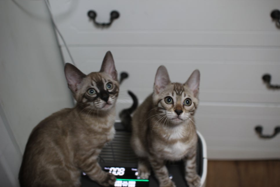 스노우뱅갈고양이 삼총사~ 관련 이미지 16