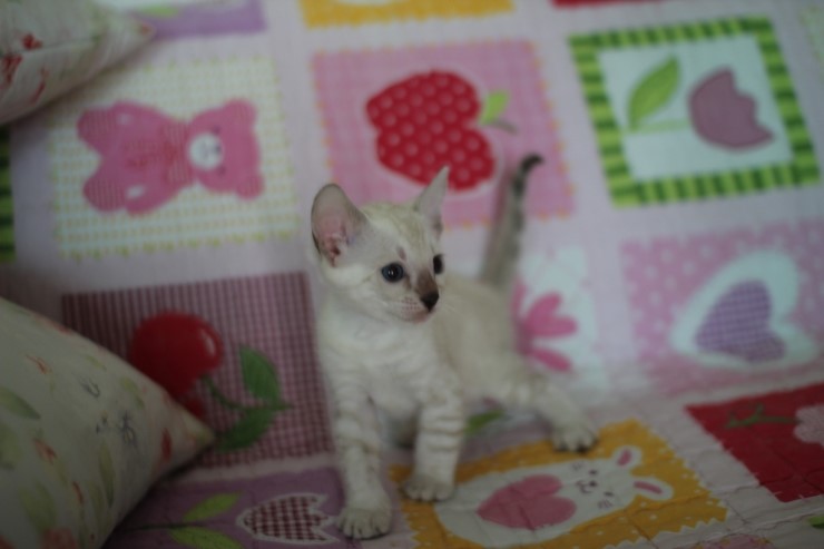 스노우뱅갈고양이 꼬맹이 여아예요~ 관련 이미지 1