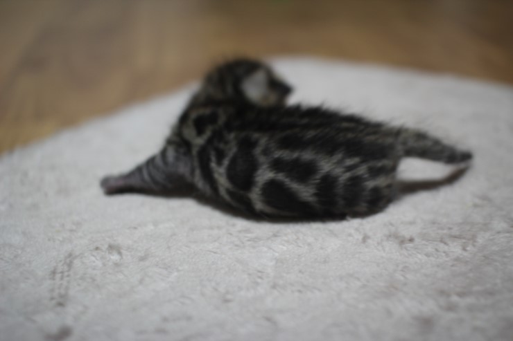 뱅갈고양이 6남매중 한아이 예요. 관련 이미지 4