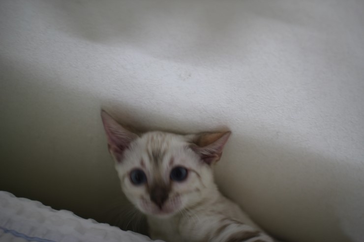 뱅갈고양이,뱅갈고양이 분양,초아가 신났어요~~~ 관련 이미지 8