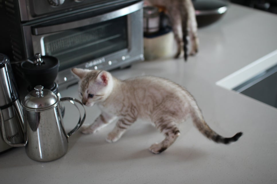 사람만 졸졸졸 따라 다니는 스노우뱅갈고양이 여아 분양해요~ 관련 이미지 15
