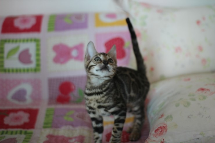 멋지게 성장중인 브라운 뱅갈고양이 남아예요. 관련 이미지 6