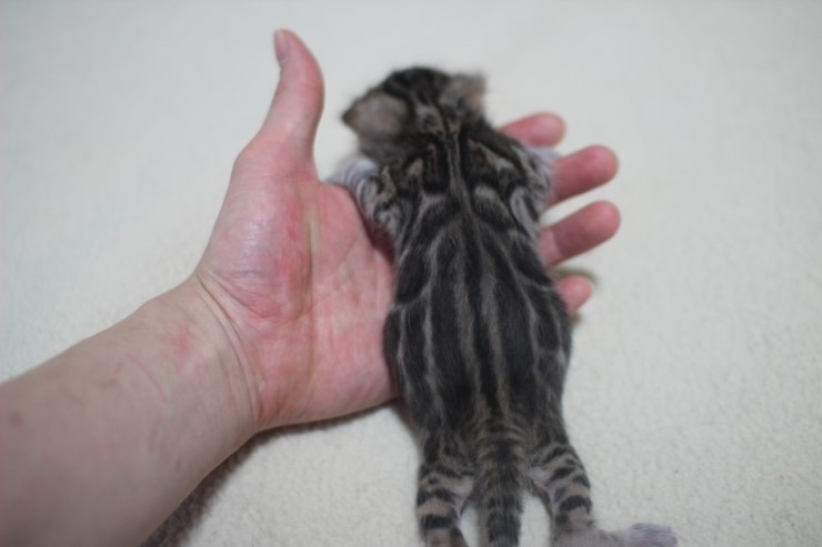 브라운 뱅갈고양이 꼬물이 남아예요~ 관련 이미지 7