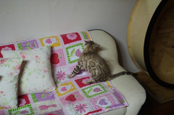 실밍크 뱅갈고양이 킹이예요~~ 관련 이미지 20