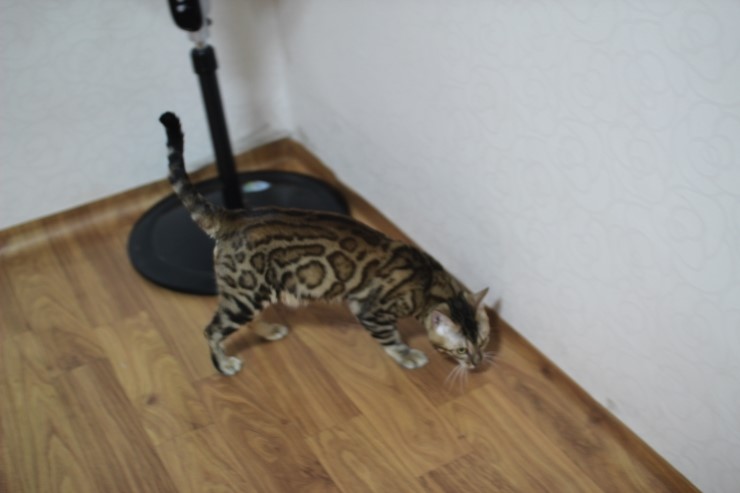 뱅갈고양이 장고~ 관련 이미지 2