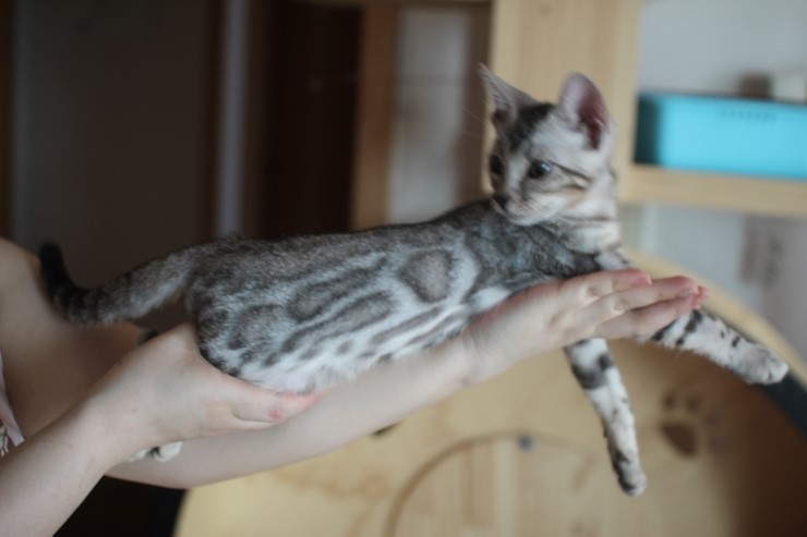 뱅갈고양이 브라운,실버 남아 분양 합니다~ 관련 이미지 6