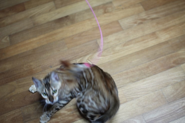 뱅갈고양이 스텔라 신났구나~~ 관련 이미지 8