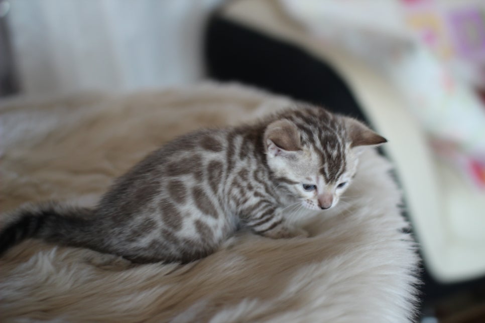 스노우뱅갈고양이 분양 오늘 빠져들어 볼까요? 관련 이미지 6