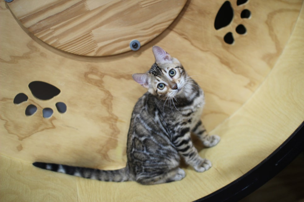 뱅갈고양이 분양 멋진 큰 무늬 아이 관련 이미지 3
