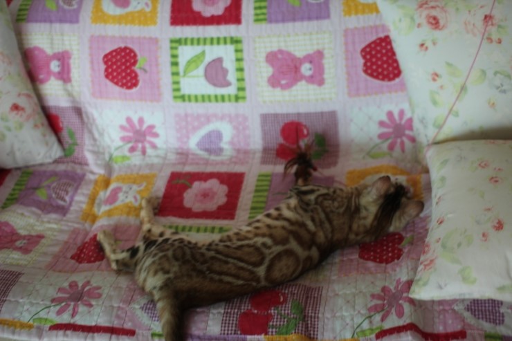 뱅갈고양이 여아 스텔라 신났네 신났어 관련 이미지 17