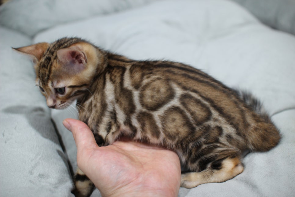 황금빛 칼라로 변신중이 브라운 뱅갈고양이 남아예요~ 관련 이미지 3