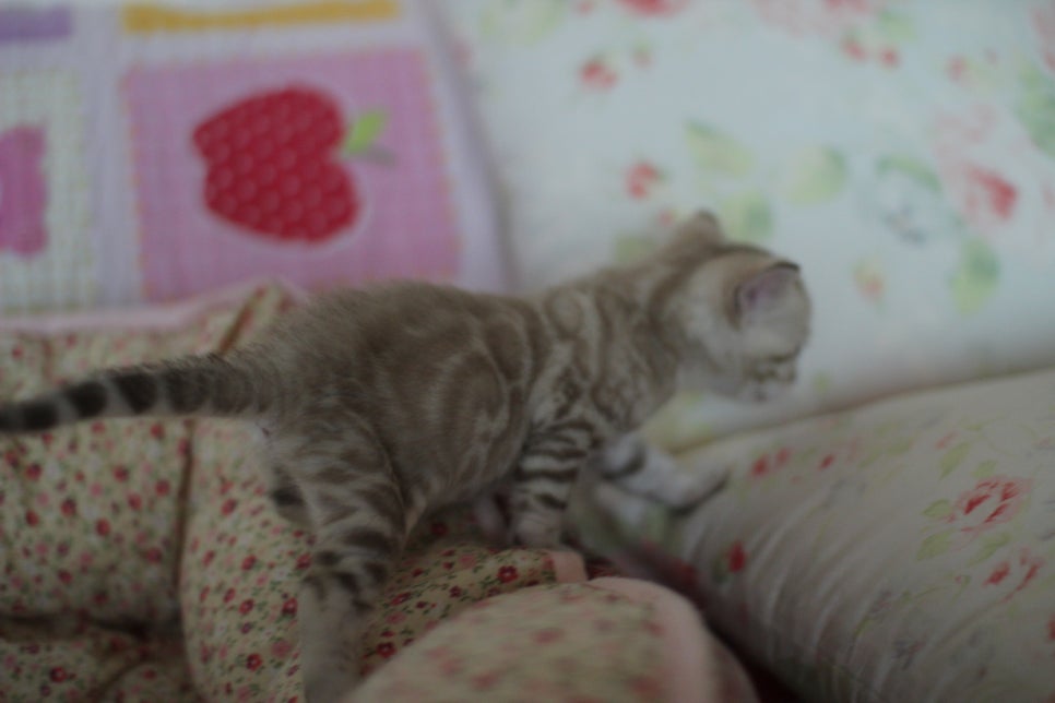 뱅갈고양이 꼬맹이들 사진전 ㅎㅎ 관련 이미지 13