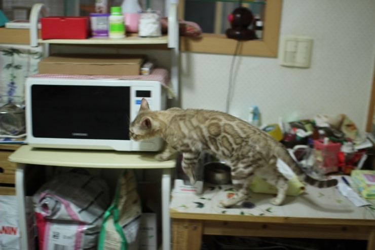 실밍크 뱅갈고양이 킹이예요~~ 관련 이미지 7