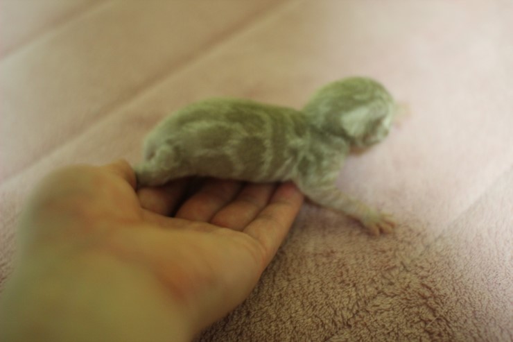 실밍크 뱅갈고양이 여아예요~ 관련 이미지 1