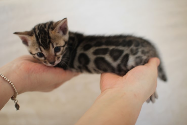 비슷한 패턴에 뱅갈고양이 남매~ 관련 이미지 2