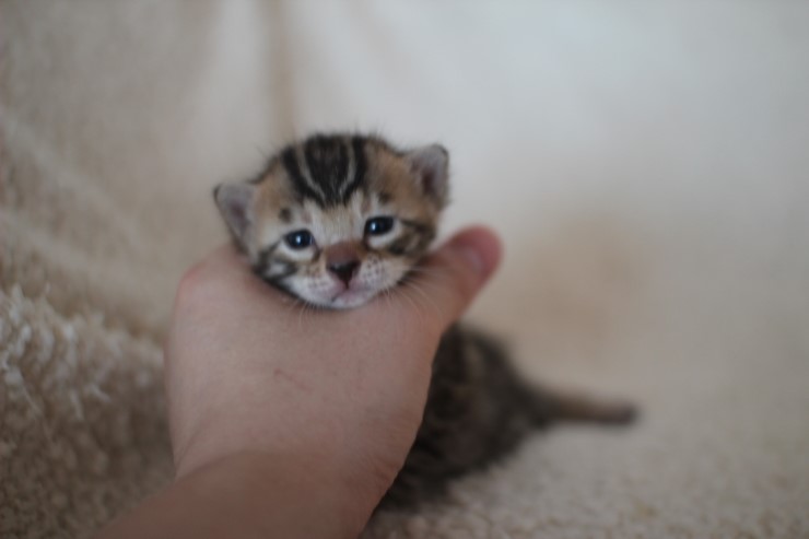 뱅갈고양이 분양 어쩜 이리도 화려할수 있을까 관련 이미지 1