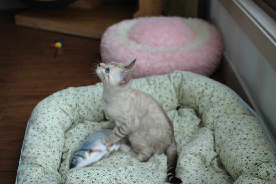 스노우뱅갈고양이 남아 분양해요~ 관련 이미지 7