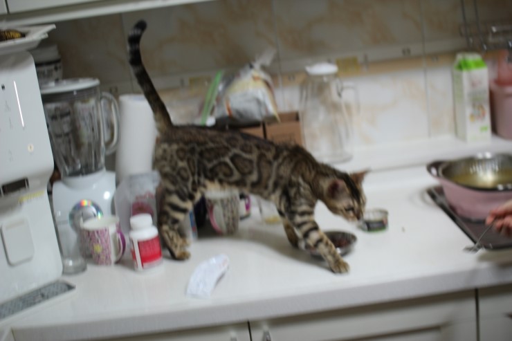 soyu lien 관련 이미지 3