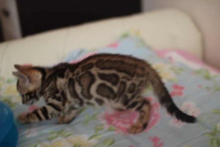 브라운 뱅갈고양이 남아 레모나예요~ 관련 이미지 5