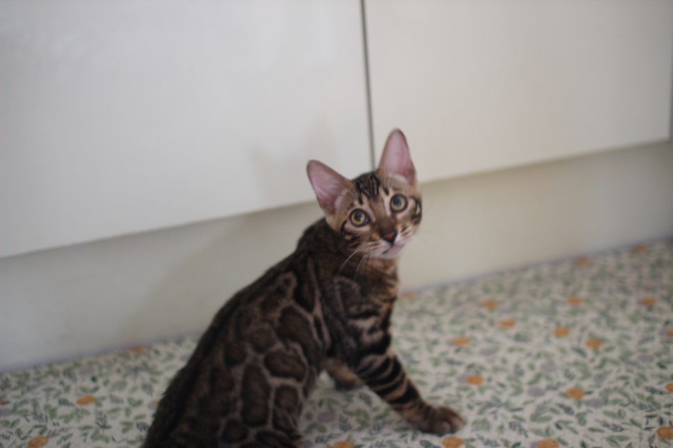 뱅갈고양이분양 애교가 넘치는 아이들 관련 이미지 9