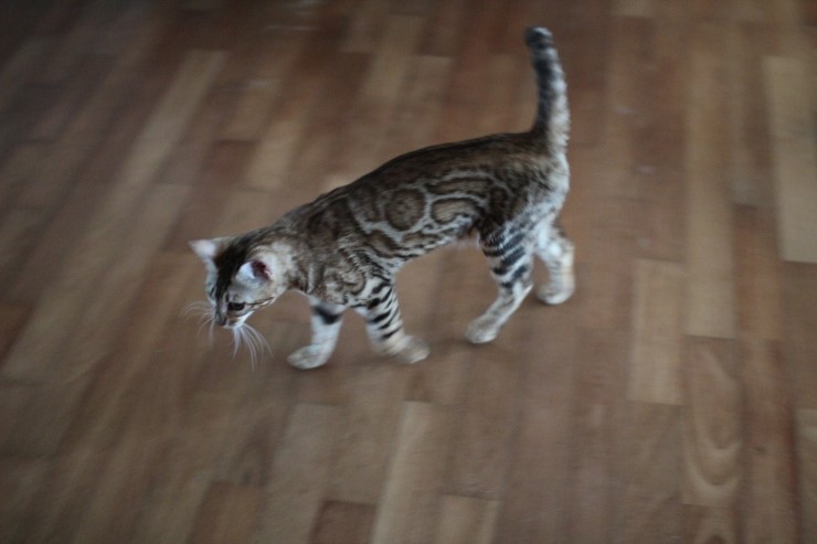 soyu stella 관련 이미지 2