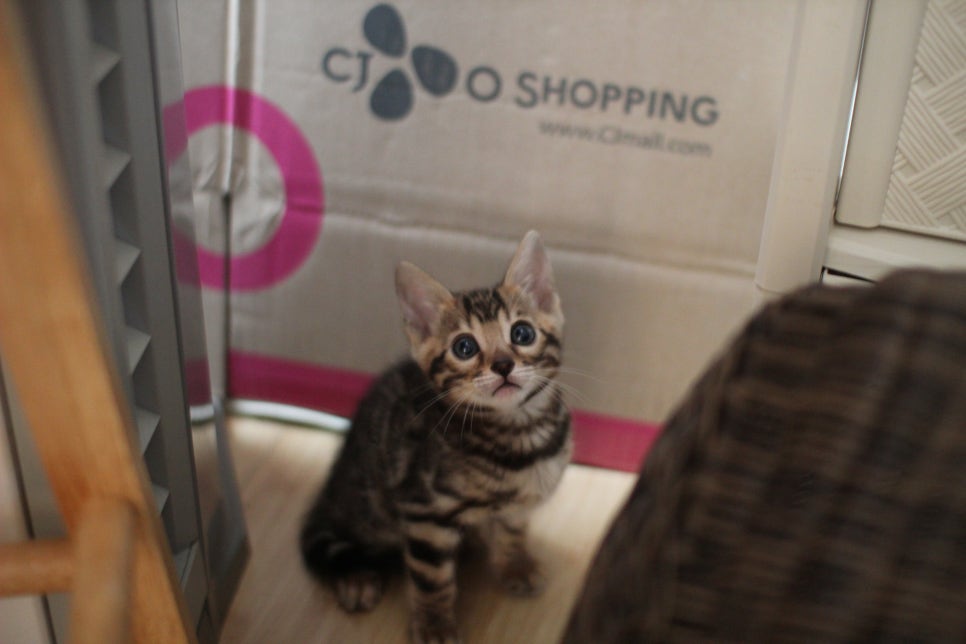 왕눈이 초미묘 브라운뱅갈고양이 여아에요~ 관련 이미지 2