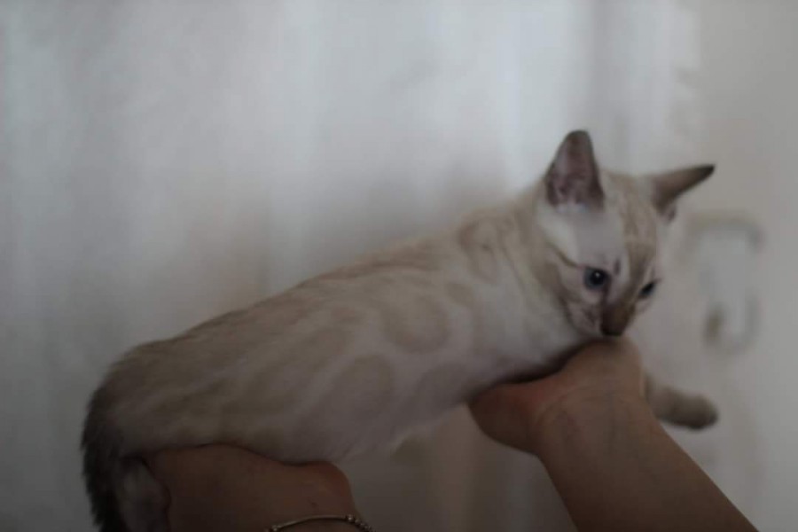 스노우뱅갈고양이 분양 소유캐터리로 오세요! 관련 이미지 9