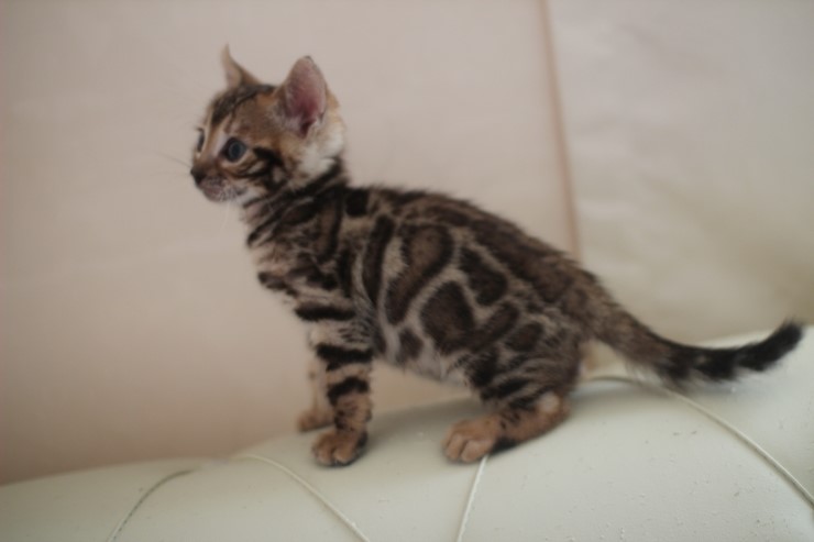 빅로젯 뱅갈고양이 남아2도 많이 컸어요~ 관련 이미지 6