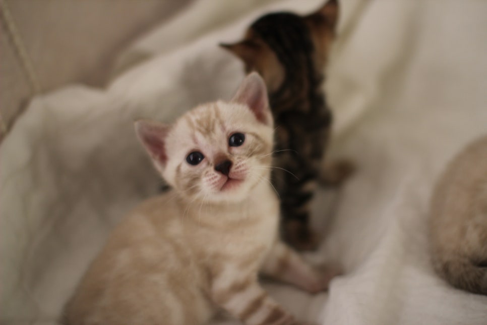 스노우뱅갈고양이 꼬맹이들 분양해요~ 관련 이미지 6