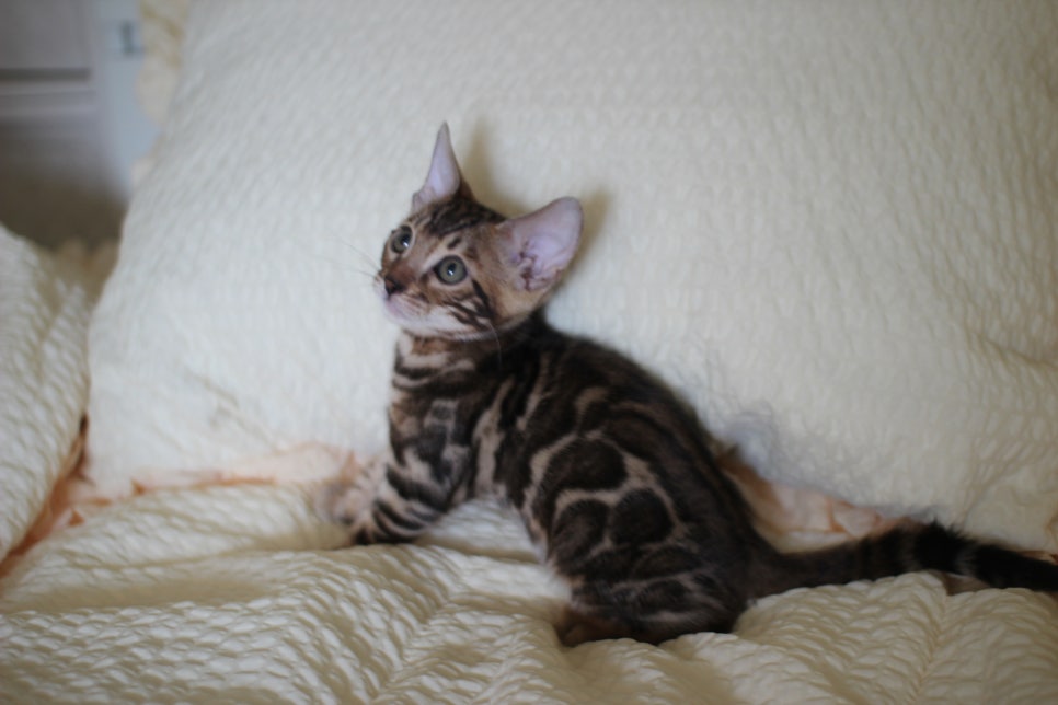 브라운 뱅갈고양이 남아1 분양해요~ 관련 이미지 1