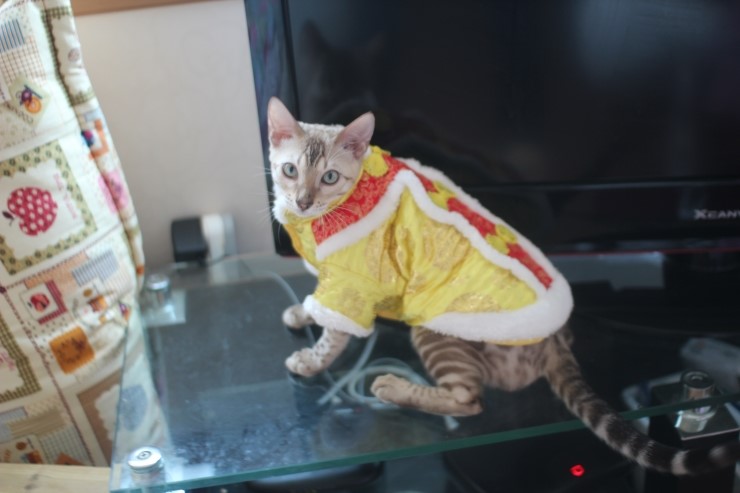 분양하는 아이들에 아빠인 실밍크 뱅갈고양이 영웅이에요~ 관련 이미지 2