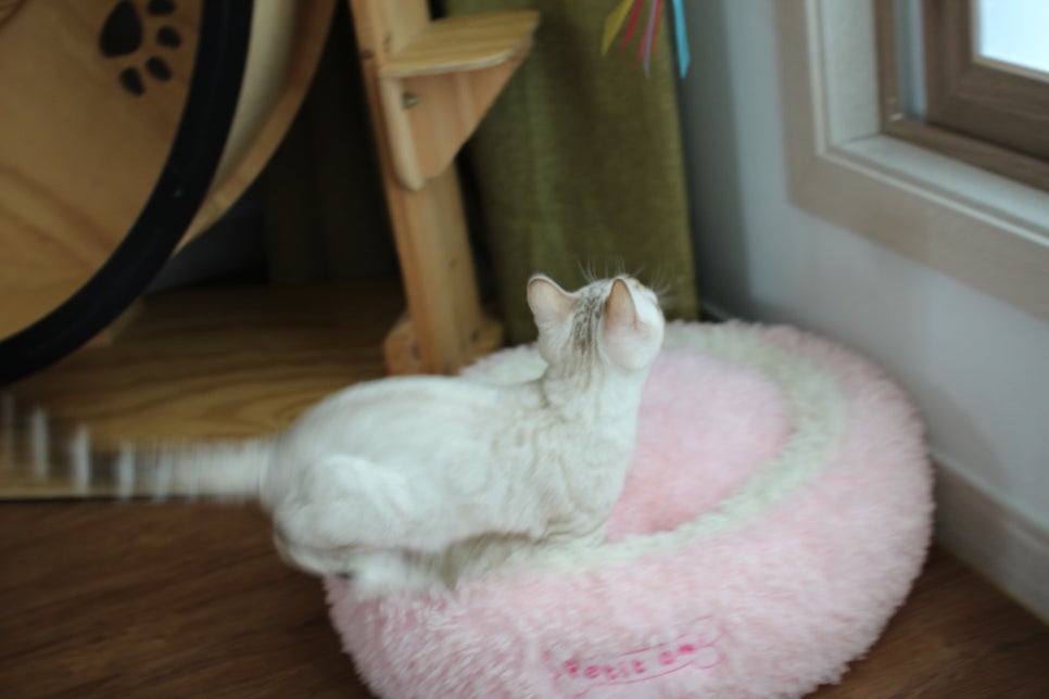 골골송 대마왕 스노우뱅갈고양이 여아 분양해요~ 관련 이미지 4