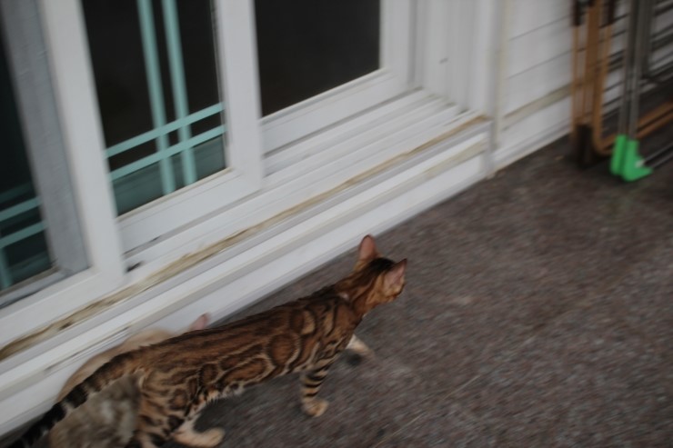 브라운 뱅갈고양이 남아 워리어 입니다~ 관련 이미지 6