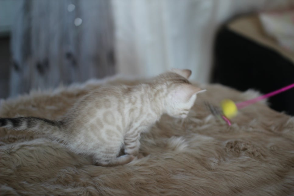 스노우뱅갈고양이 분양 오늘 빠져들어 볼까요? 관련 이미지 16