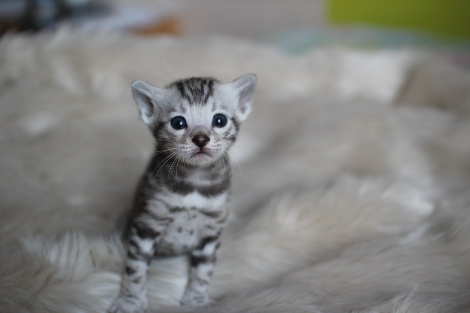 뱅갈고양이 분양은 순수혈통에 아이로 입양하세요~ 관련 이미지 4