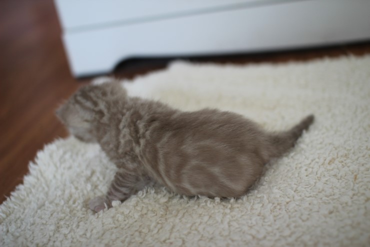 실밍크뱅갈고양이 곰돌이 남아예요 관련 이미지 14