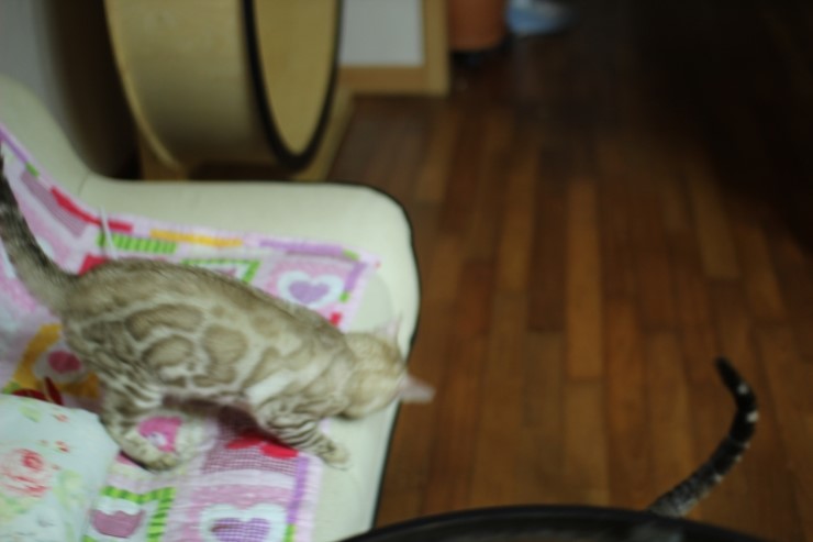 뱅갈고양이 아이들 근황~ 관련 이미지 6