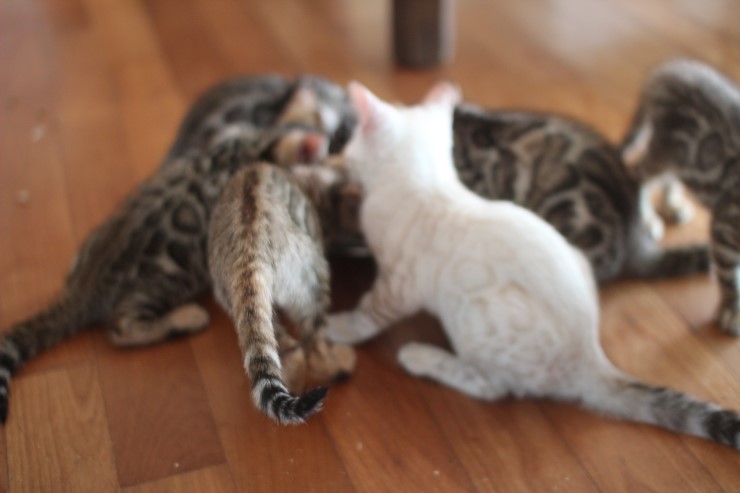 뱅갈고양이 꼬맹이들 생식이 좋아요~ 관련 이미지 5