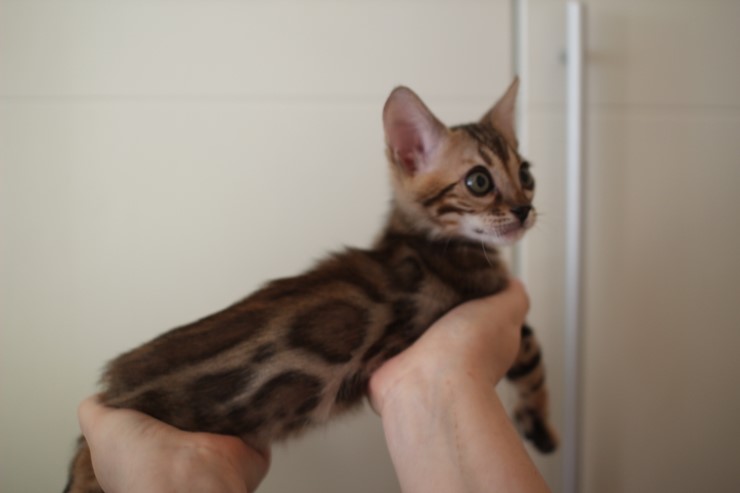 뱅갈고양이 분양 완전히 빠졌네 빠졌어~ 관련 이미지 36