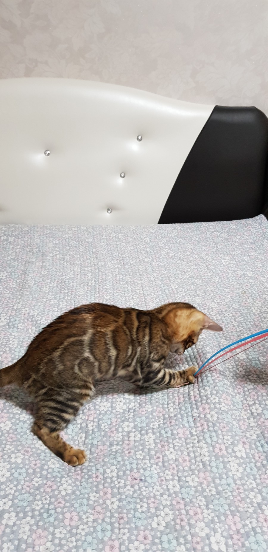 브라운 뱅갈고양이 여아 분양해요~ 관련 이미지 6