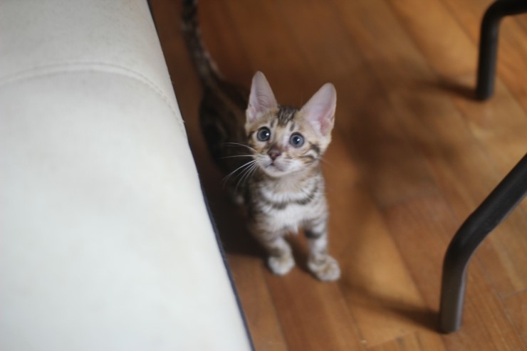 빅로젯 뱅갈고양이 여아~ 관련 이미지 2