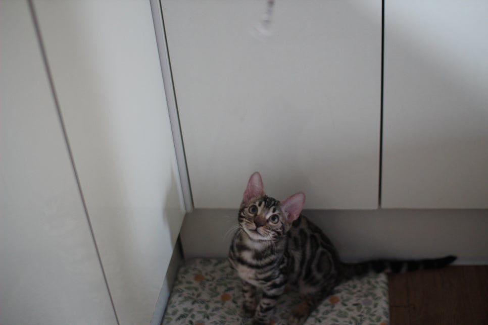 사람을 너무나 좋아하는 강아지 같은 뱅갈고양이 남아 분양해요^^ 관련 이미지 4