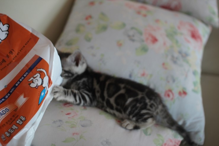 건강히 성장중인 뱅갈고양이 꼬맹이들~ 관련 이미지 7