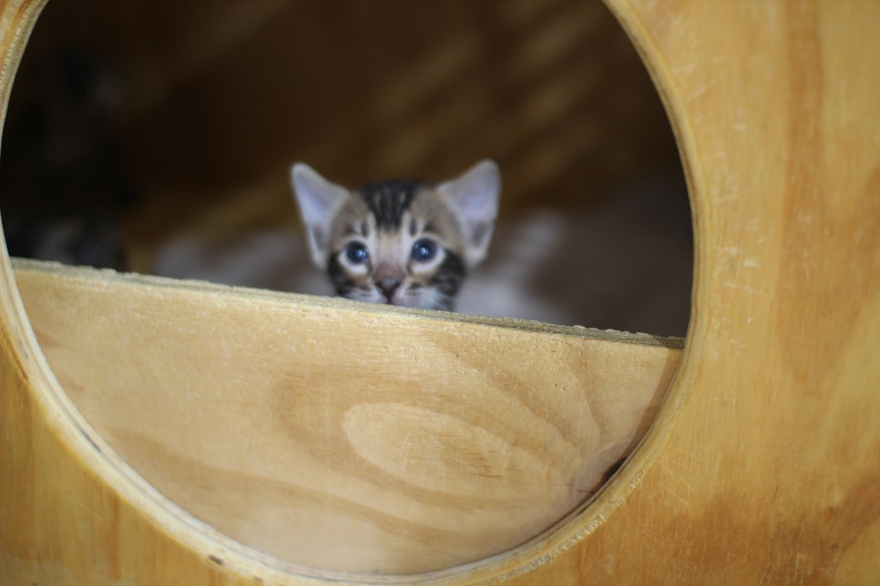 성격이 엄~~~청 나게 좋은 브라운 뱅갈고양이 남아예요~ 관련 이미지 2