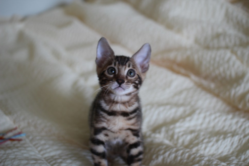 브라운 뱅갈고양이 남아1 분양해요~ 관련 이미지 5