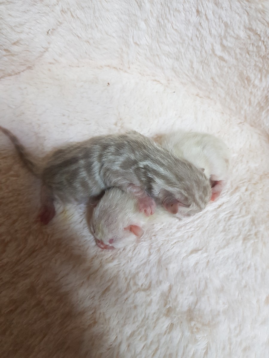 스노우뱅갈고양이 꼬물이들 태어났어요~ 관련 이미지 3